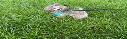 Toy Poodle dogs for stud: Silver health tested Asian poodle- 20 cm tall in Penrith - Advert 5