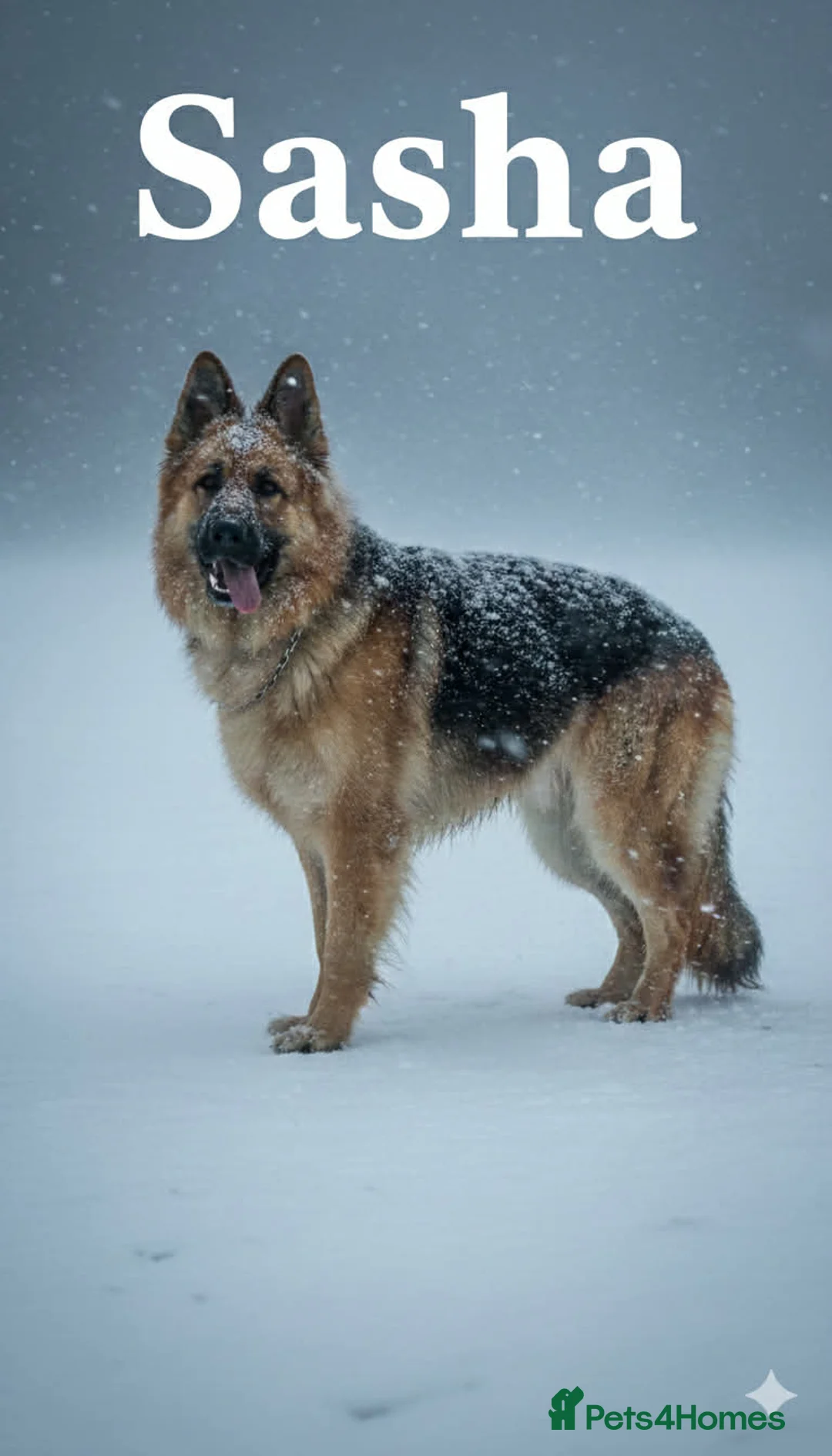 German Shepherd dogs for sale: Kc registered German shepherds  in Barnsley - Advert 2