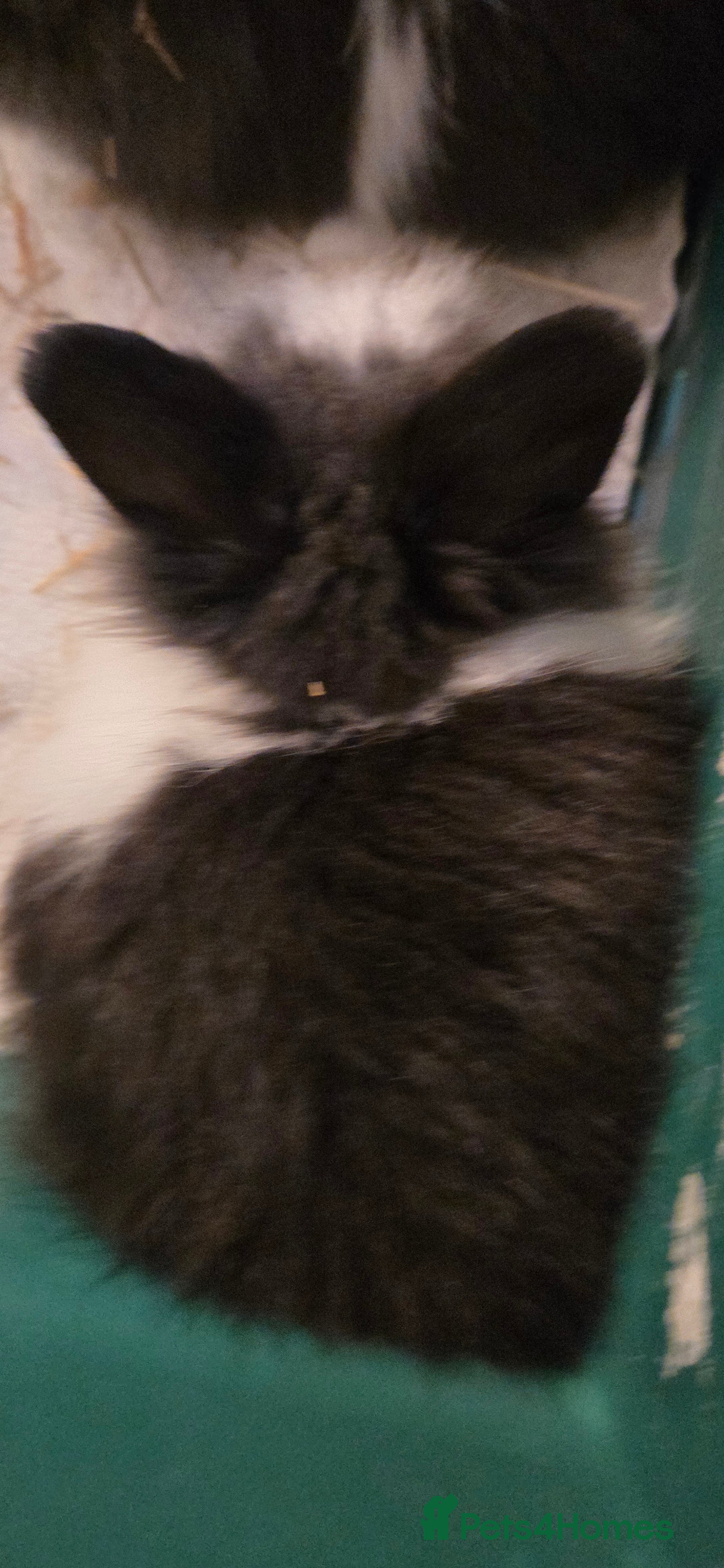 Lionhead rabbits 2 beautiful baby purebred lionhead rabbits  - Advert 6