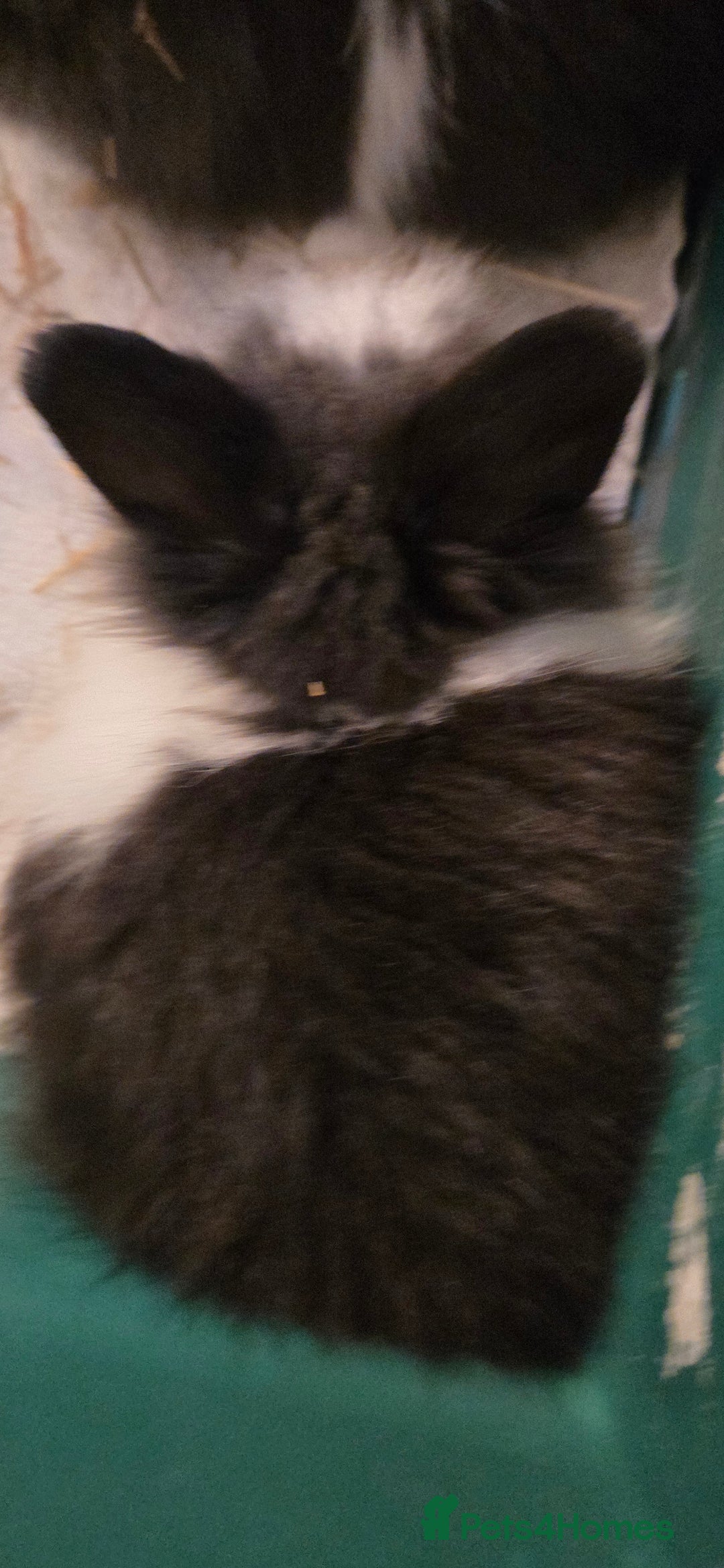 Lionhead rabbits for sale: 4 beautiful baby purebred lionhead rabbits  - Advert 5