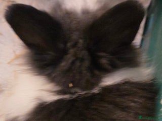 Lionhead rabbits 2 beautiful baby purebred lionhead rabbits - Advert 6