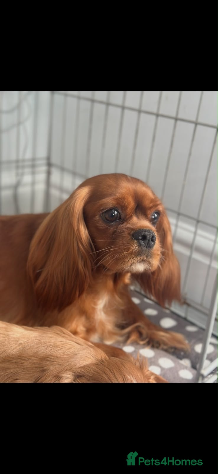 Cavalier King Charles Spaniel dogs for sale: Beautiful Cavalier King Charles   - Advert 2