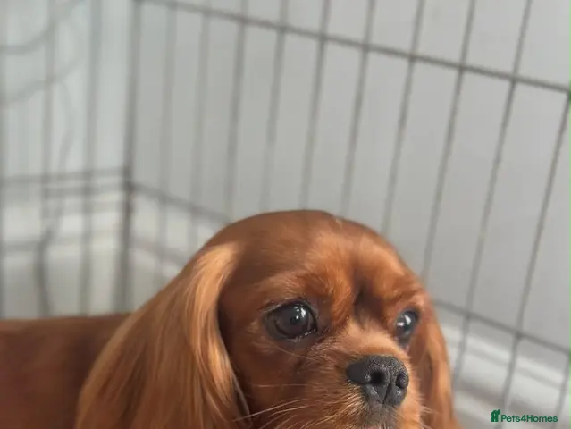 Cavalier King Charles Spaniel dogs for sale: Beautiful Cavalier King Charles - Advert 2