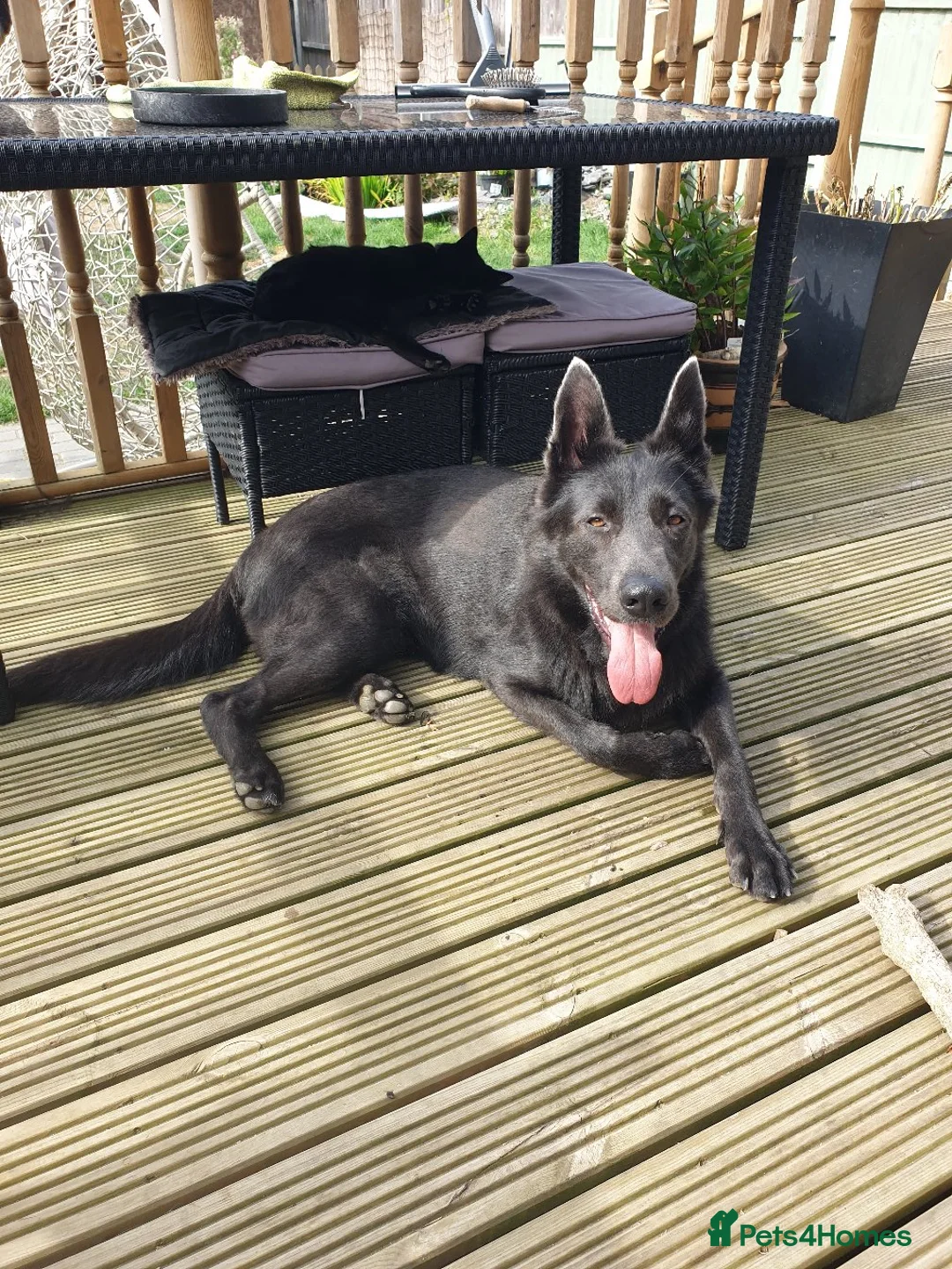 German Shepherd dogs for sale: Rare Blue German Shepherd Puppies Blue,Grey & Gold - Advert 2