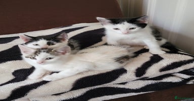 Domestic Shorthair cats - Advert 6