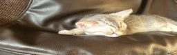 Scottish Fold cats for sale: Ready to rehome schottish fold kittens - Advert 21