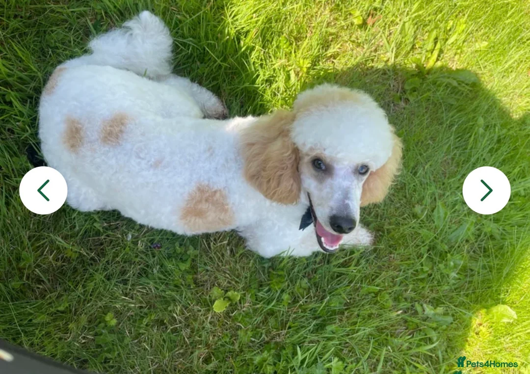Miniature Poodle dogs for sale: Abstract Parti boys available. Kc & DNA clear. - Advert 9