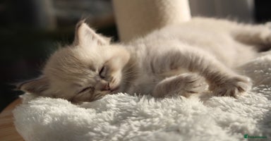 Ragdoll cats - Advert 2