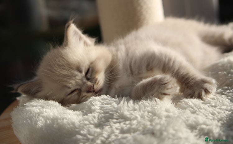 Ragdoll cats - Advert 13