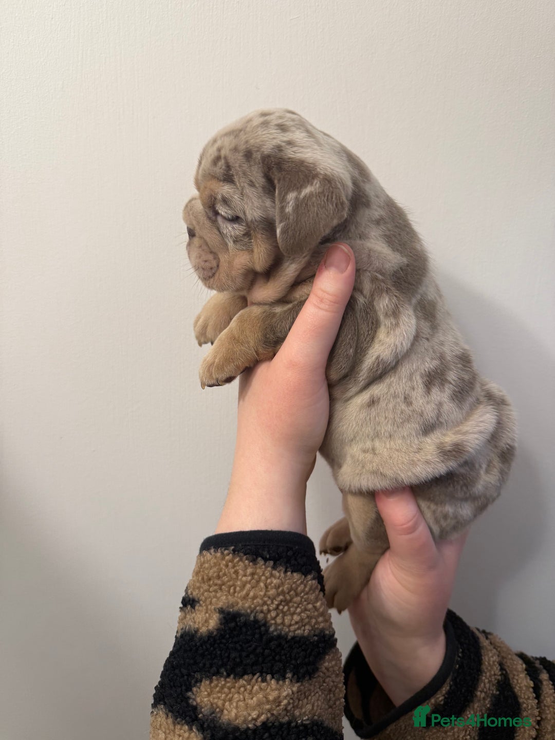 English Bulldog dogs for sale: Lilac Merle female English bulldog puppies  - Advert 1