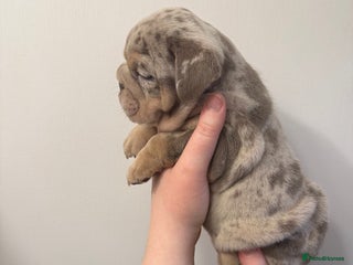 English Bulldog dogs Lilac Merle English bulldog puppies - Advert 15