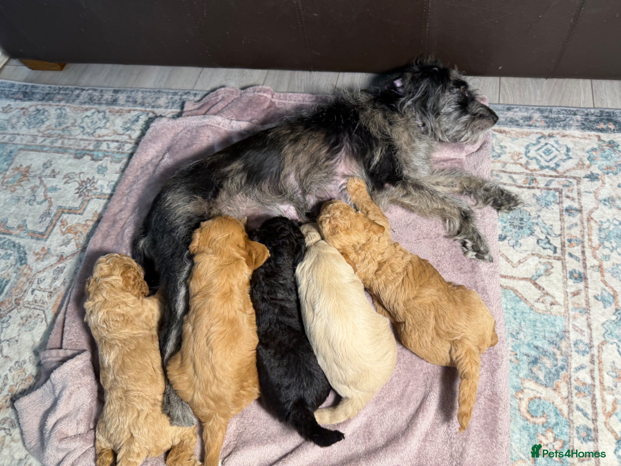 Labradoodle dogs 🐾 5 Beautiful F1B Labradoodle Puppies Available  - Advert 1