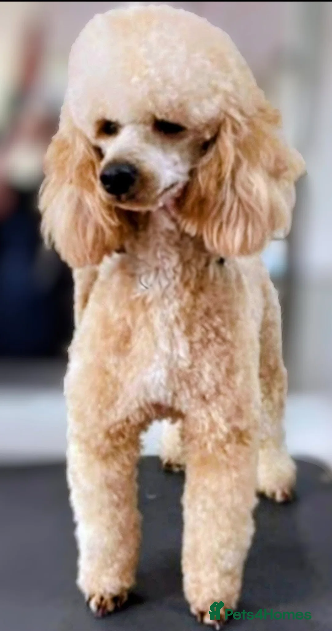 Toy Poodle dogs for stud: TOY & MINIATURE BOY'S FOR STUD  in Iver - Advert 14