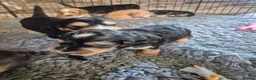 Cockapoo dogs for sale: 🐾 Beautiful F1 Cockapoo Puppies 🐾  - Advert 13