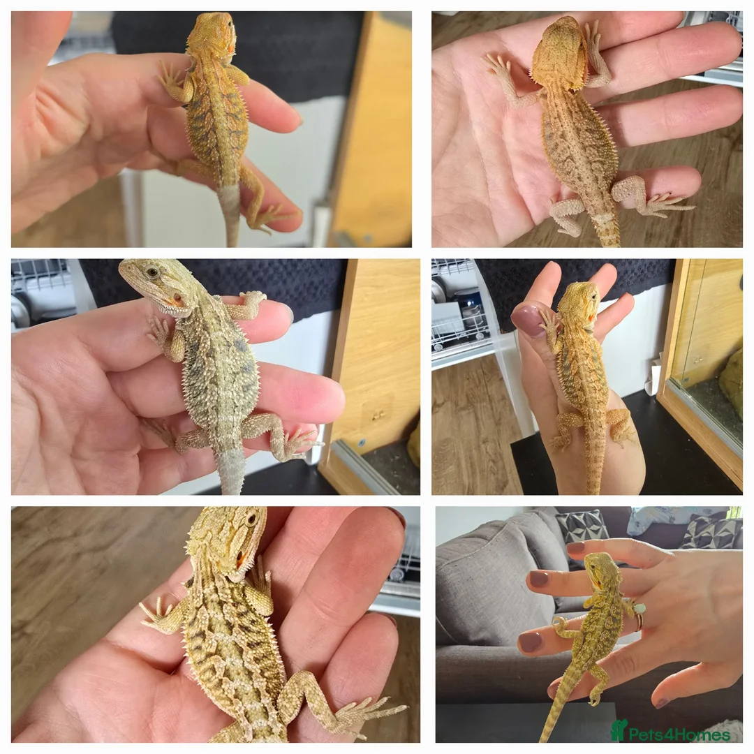 Bearded Dragon reptiles for sale: Ready for homes - Baby Bearded Dragons  - Advert 2