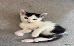British Shorthair cats for sale: Gorgeous kittens for sale  - Image 3