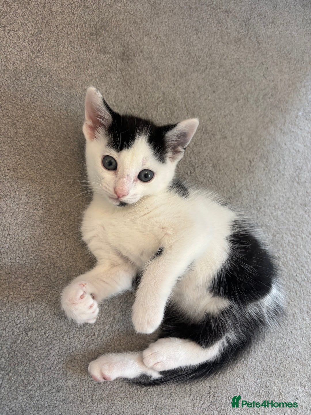 British Shorthair cats for sale: Gorgeous kittens for sale  - Image 3