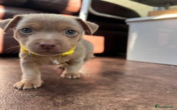 Jack Russell dogs for sale: Jack Russell puppies. - Image 5