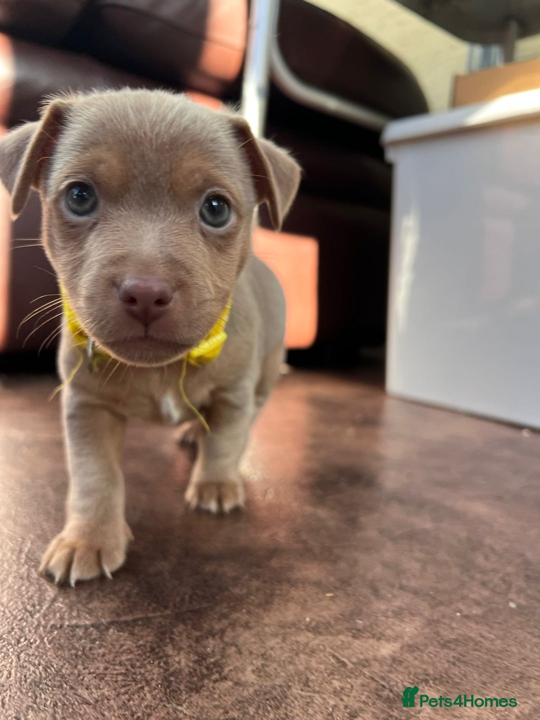 Jack Russell dogs for sale: Jack Russell puppies. - Image 5