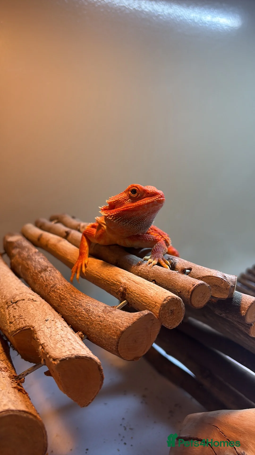 Bearded Dragon reptiles for sale: Red monster bearded dragon with full set up  - Advert 10