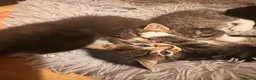 Mixed Breed cats for sale: Mix breed kittens for sale - Advert 10