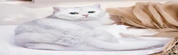 British Shorthair cats for sale: Stunning Izabella, BSH Black Golden Chinchilla - Advert 6