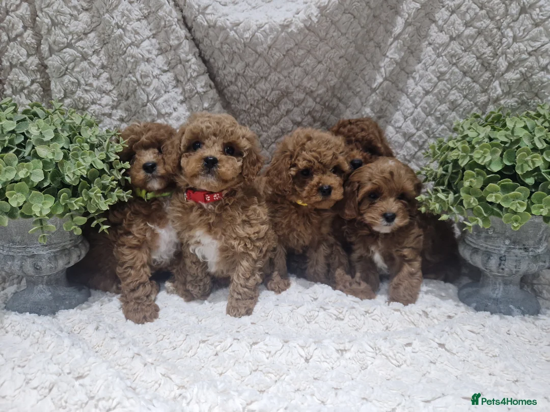 Cavapoo dogs for sale:  1 boy remaining. Health tested stunning cavapoos - Advert 24