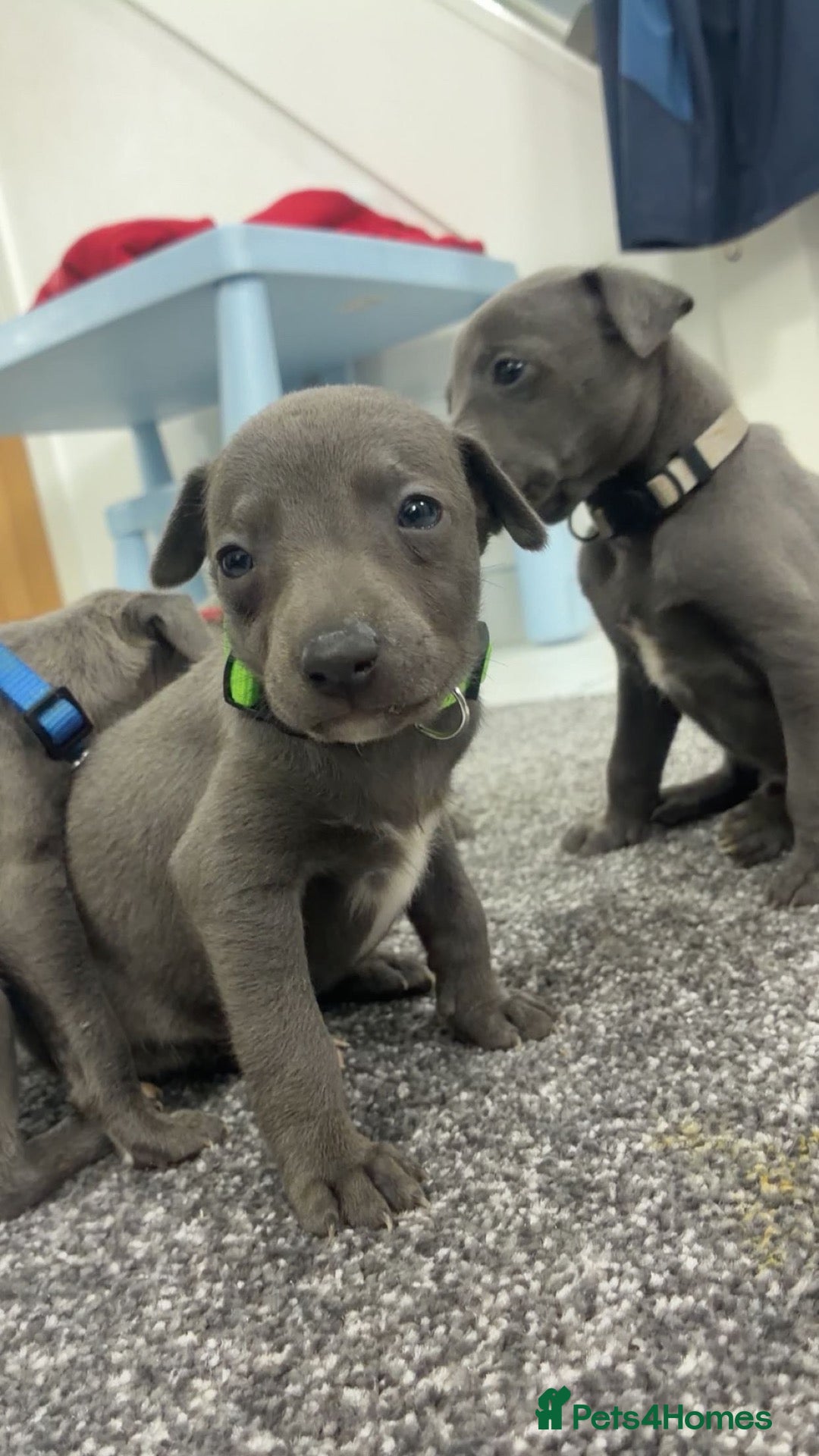 Whippet dogs Blue whippet puppies only 3 boys left 🏡💙 - Advert 8