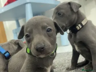 Whippet dogs Blue whippet puppies only 3 boys left 🏡💙 - Advert 8