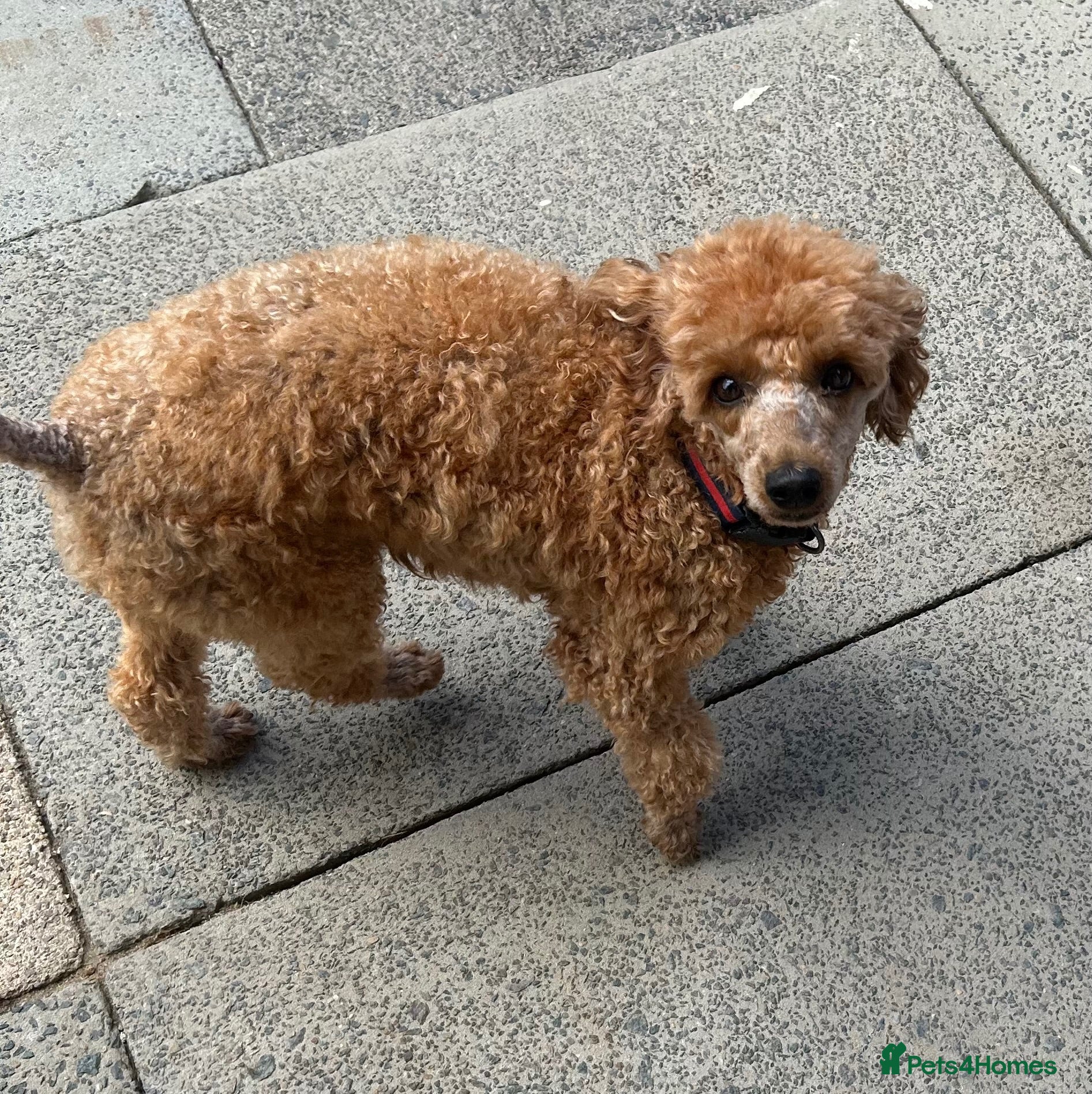 Miniature Poodle dogs Miniature poodle - Advert 1