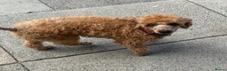 Miniature Poodle dogs for sale: Miniature poodle - Advert 1