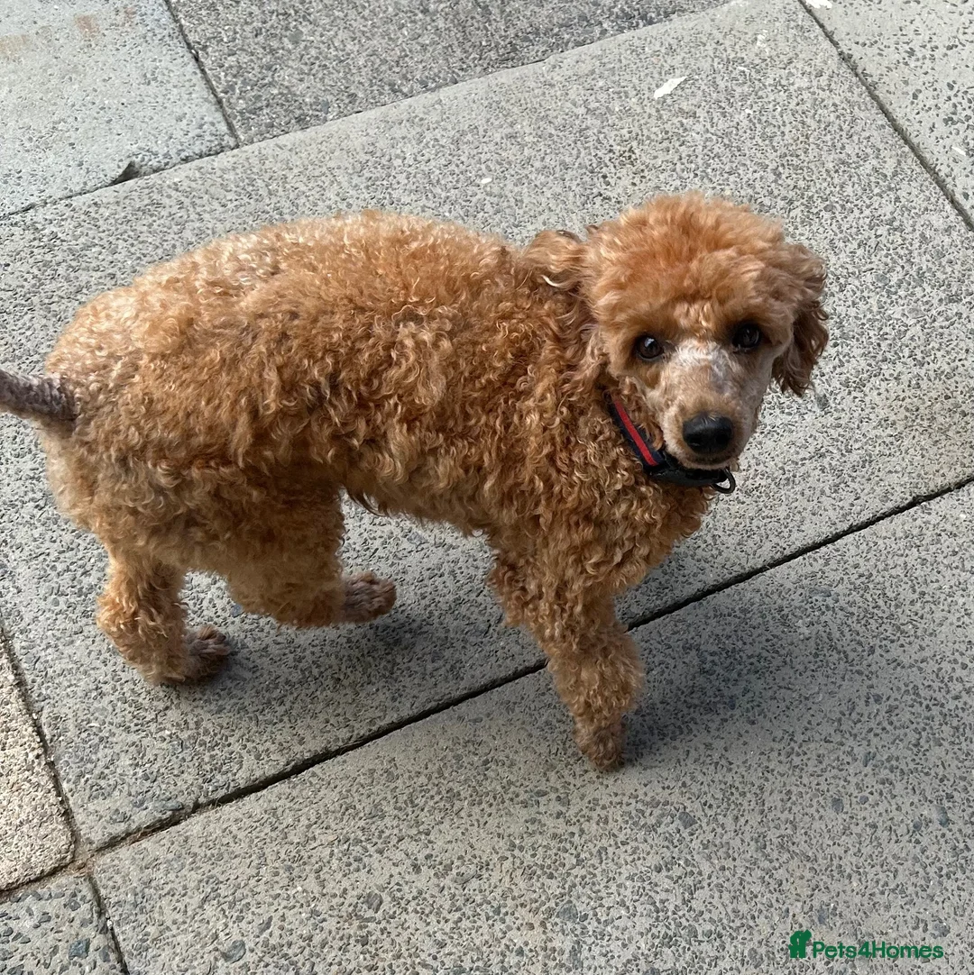Miniature Poodle dogs for sale: Miniature poodle - Advert 1