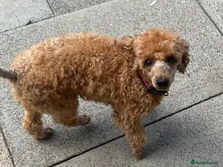 Miniature Poodle dogs Miniature poodle - Advert 1