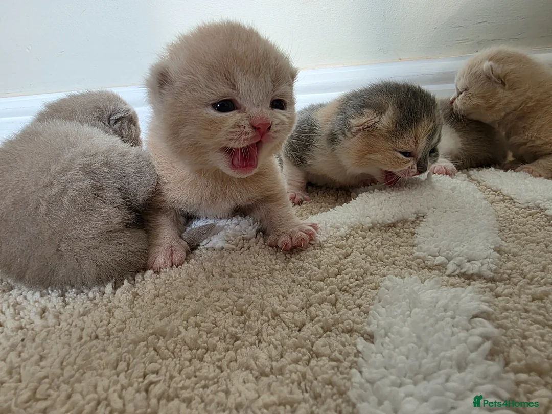 British Shorthair cats for sale: Exceptional GCCF Champion British shorthair - Advert 14