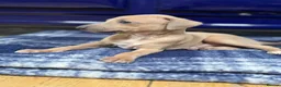Italian Greyhound dogs for sale: The Most AMAZING colours! - Advert 14