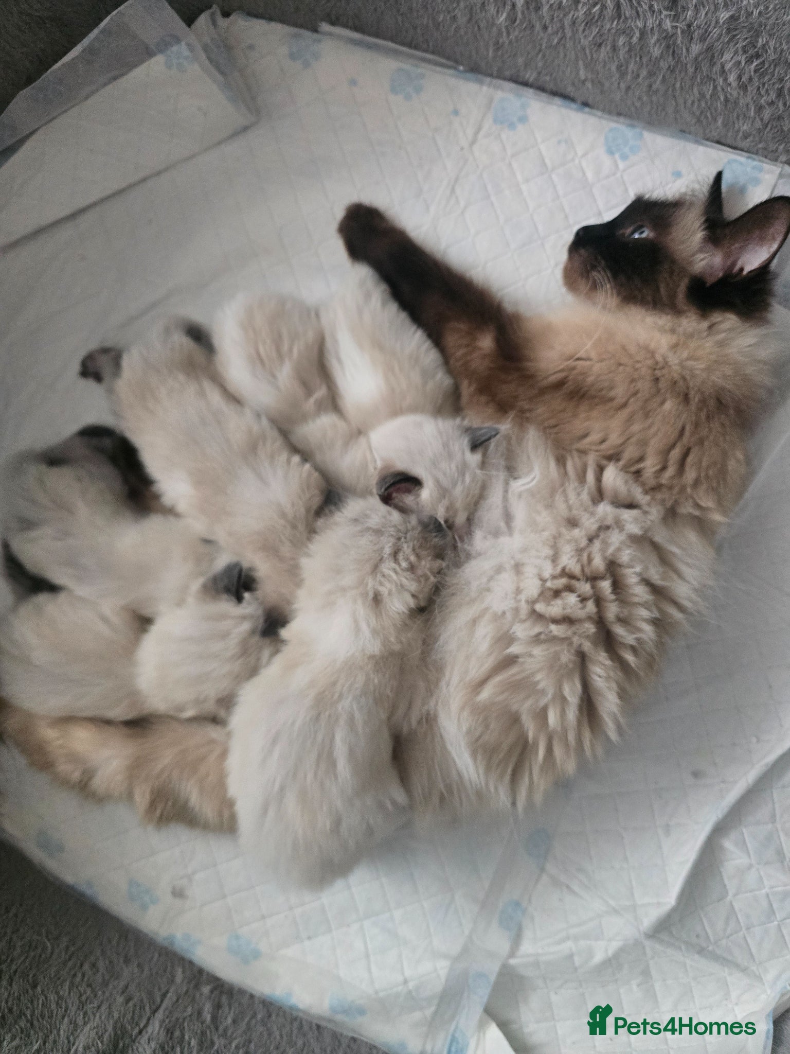 Ragdoll cats for sale: Sky kittens 😸 ♥️  - Advert 1