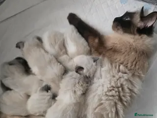 Ragdoll cats Sky kittens 😸 ♥️ - Advert 1