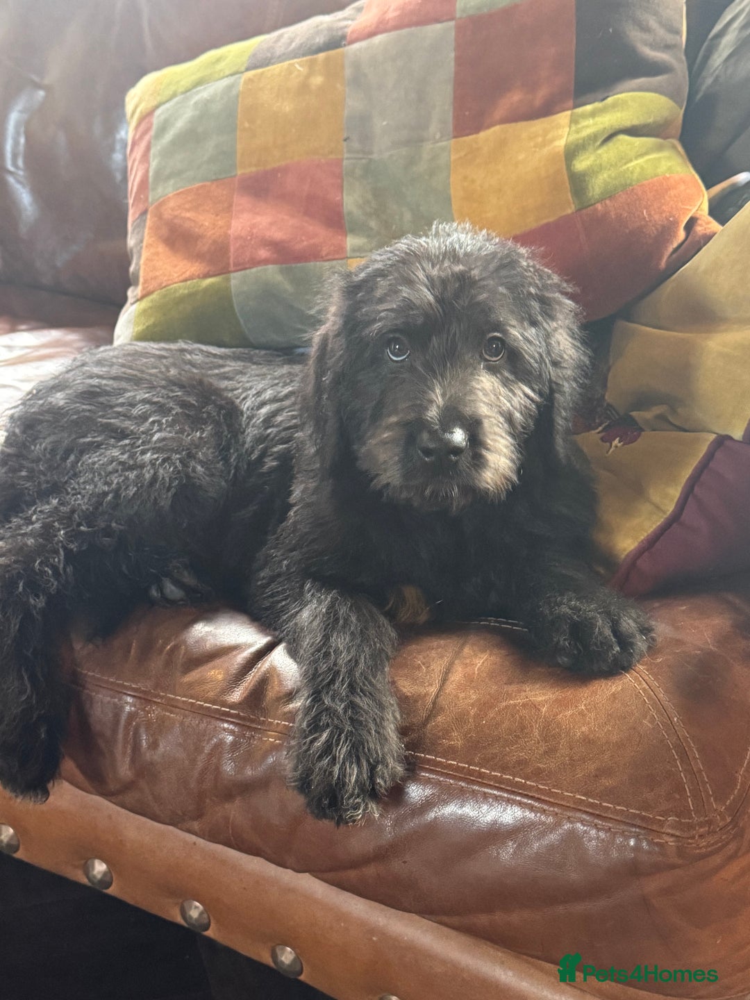 Mixed Breed dogs for sale: Ready now - F1 Irish Wolfadoodle - Advert 1