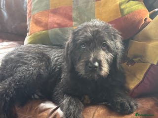 Mixed Breed dogs Ready now - F1 Irish Wolfadoodle - Advert 2