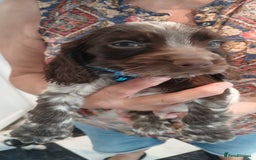 Cocker Spaniel dogs for sale: ‼️new updated photos‼️Stunning cocker spaniel Pups - Image 14