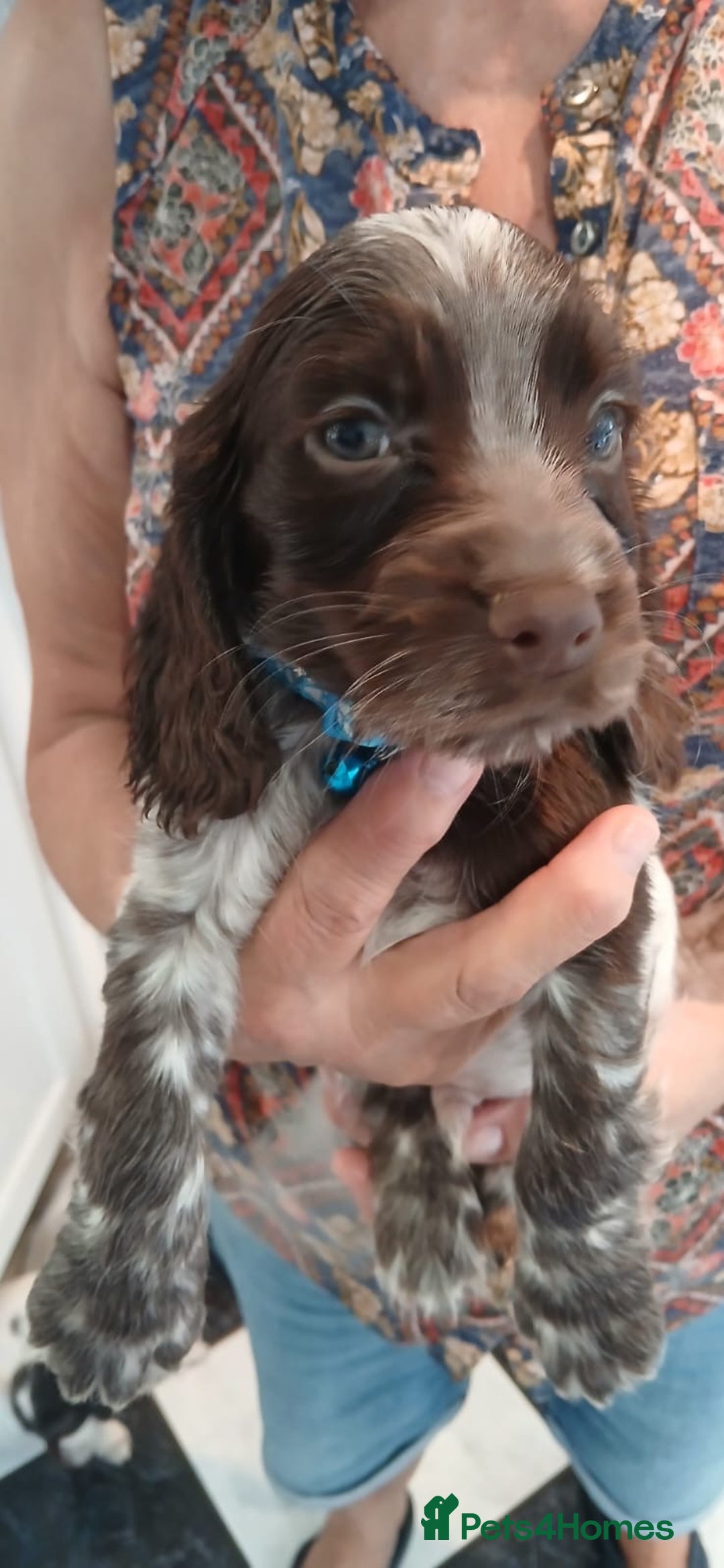 Cocker Spaniel dogs for sale: ‼️new updated photos‼️Stunning cocker spaniel Pups - Image 14