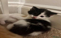 Mixed Breed cats for sale: Beautiful Maine Coon cross kittens - Image 3