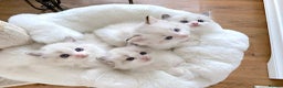 Ragdoll cats for sale: INDOOR FULL PEDIGREE RAGDOLL KITTENS - Advert 11