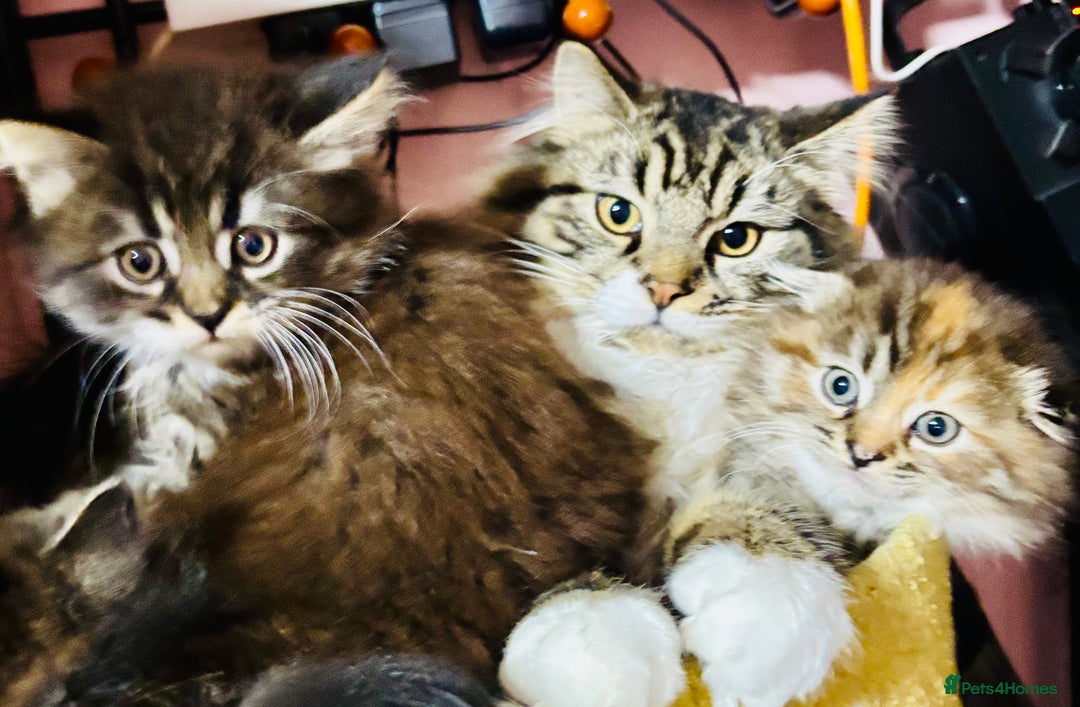 Scottish Fold cats for sale: Scotich fold long hair  - Image 7