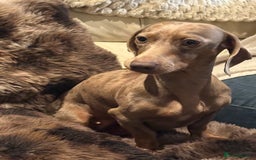 Dachshund dogs for sale: Female dachshund  - Image 3