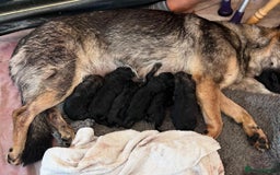 German Shepherd dogs for sale: German shepherd puppies KC reg - Image 6