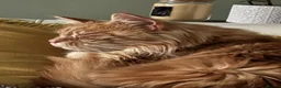 Maine Coon cats for sale: Active TICA RARE Ginger Female - Advert 10