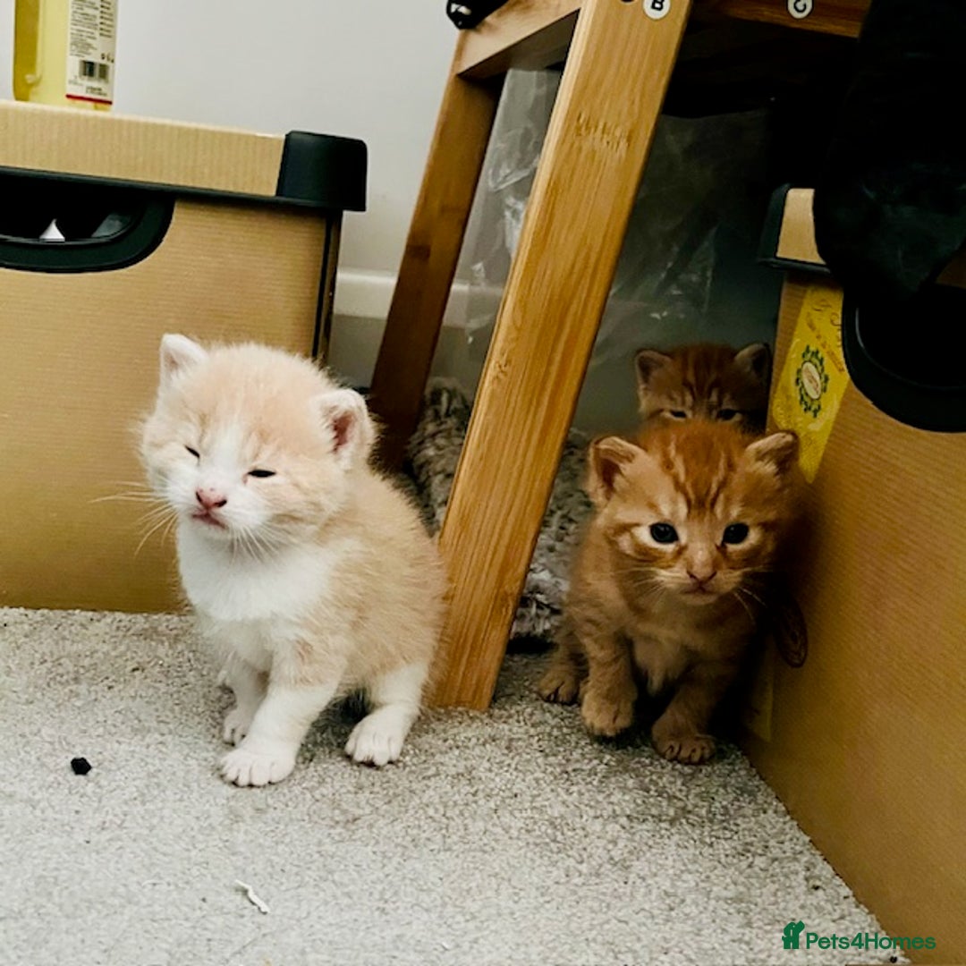 Mixed Breed cats for sale: Adorable kittens looking for loving homes - Image 4