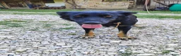 Mixed Breed dogs for adoption: Ayla, 2-3 yrs old. Available for adoption. in Brixham - Advert 10