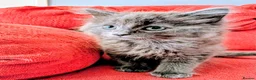 Mixed Breed cats for sale: Stunning Fluffy Kittens  - Advert 7